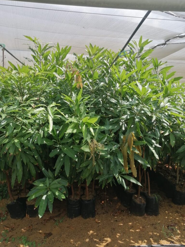 شتلات أصول سايبر كبيرة خالية من الفطريات