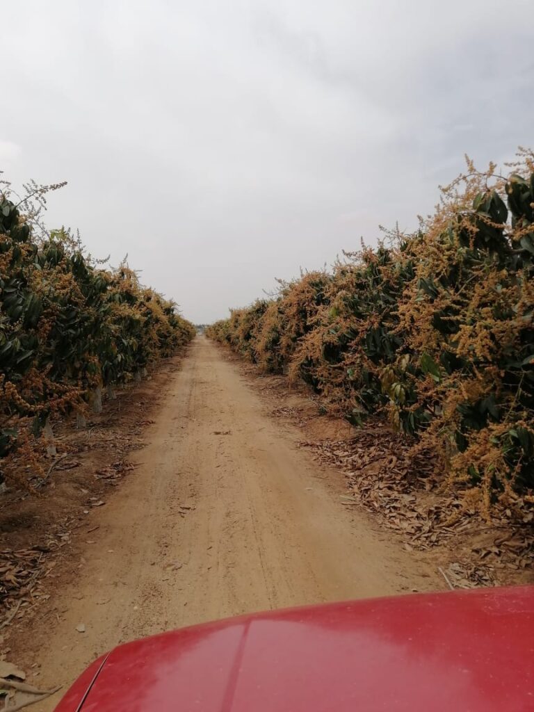 شتلات كيت مثمرة من مزارعنا