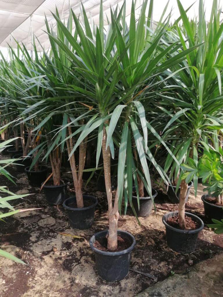 شتلات شجرة اليوكا