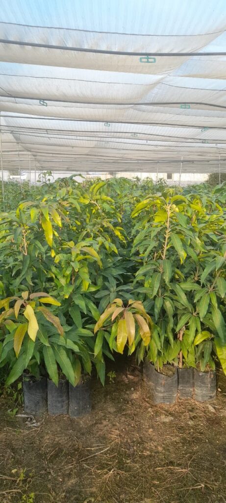 مشاتل توصيل للبيت مانجو نعومي مقزمة