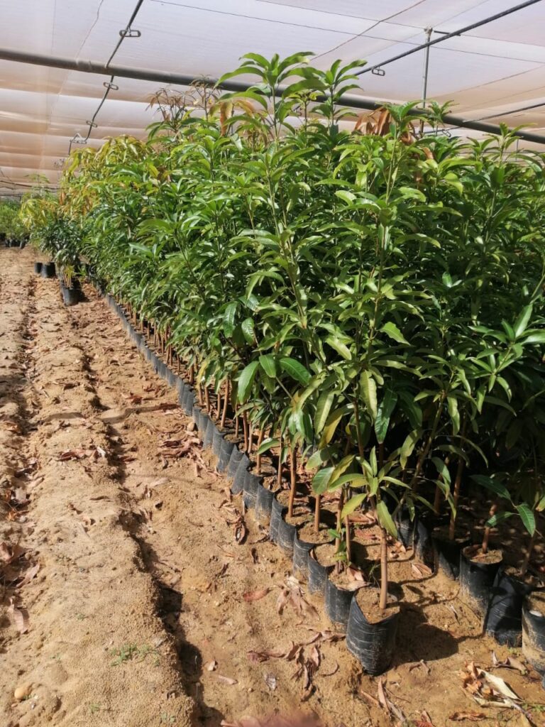 مشتل اونلاين مصر شتلات كبيرة