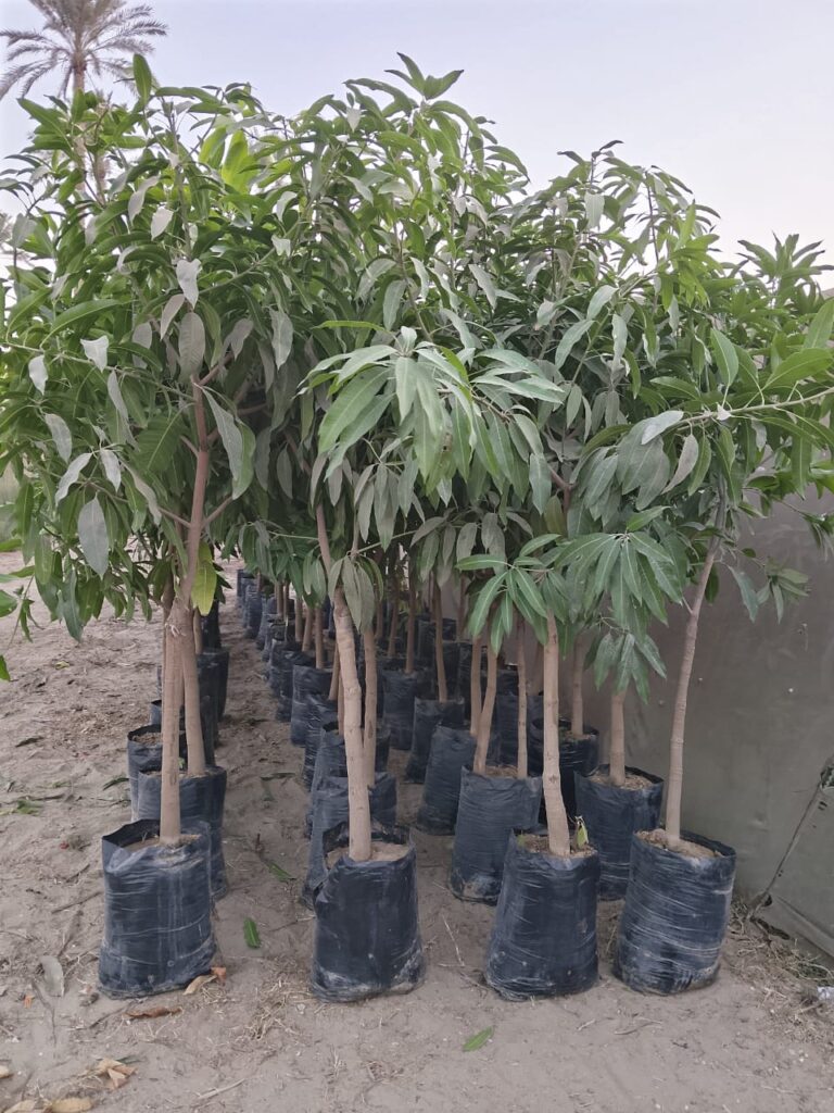 مشتل لبيع النباتات بالجملة حجم مميز