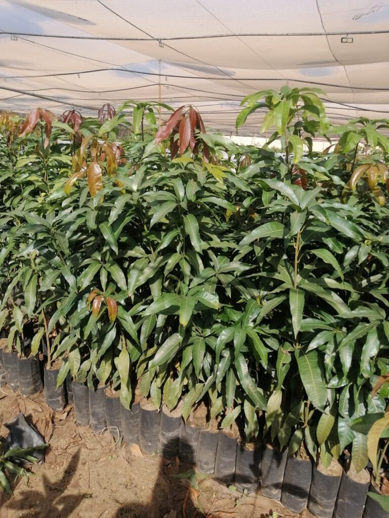 مشتل مانجا - شتلات مانجو نعومى مقزمة