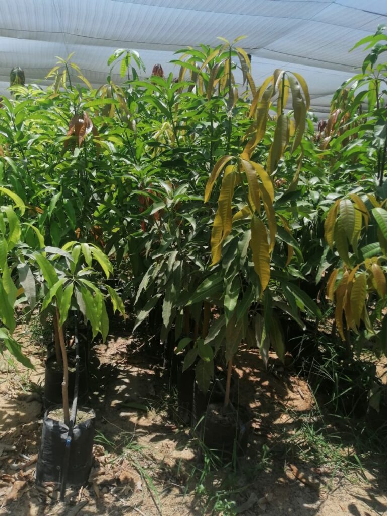 مشتل مانجو شتلات مانجو زبدة كبيرة